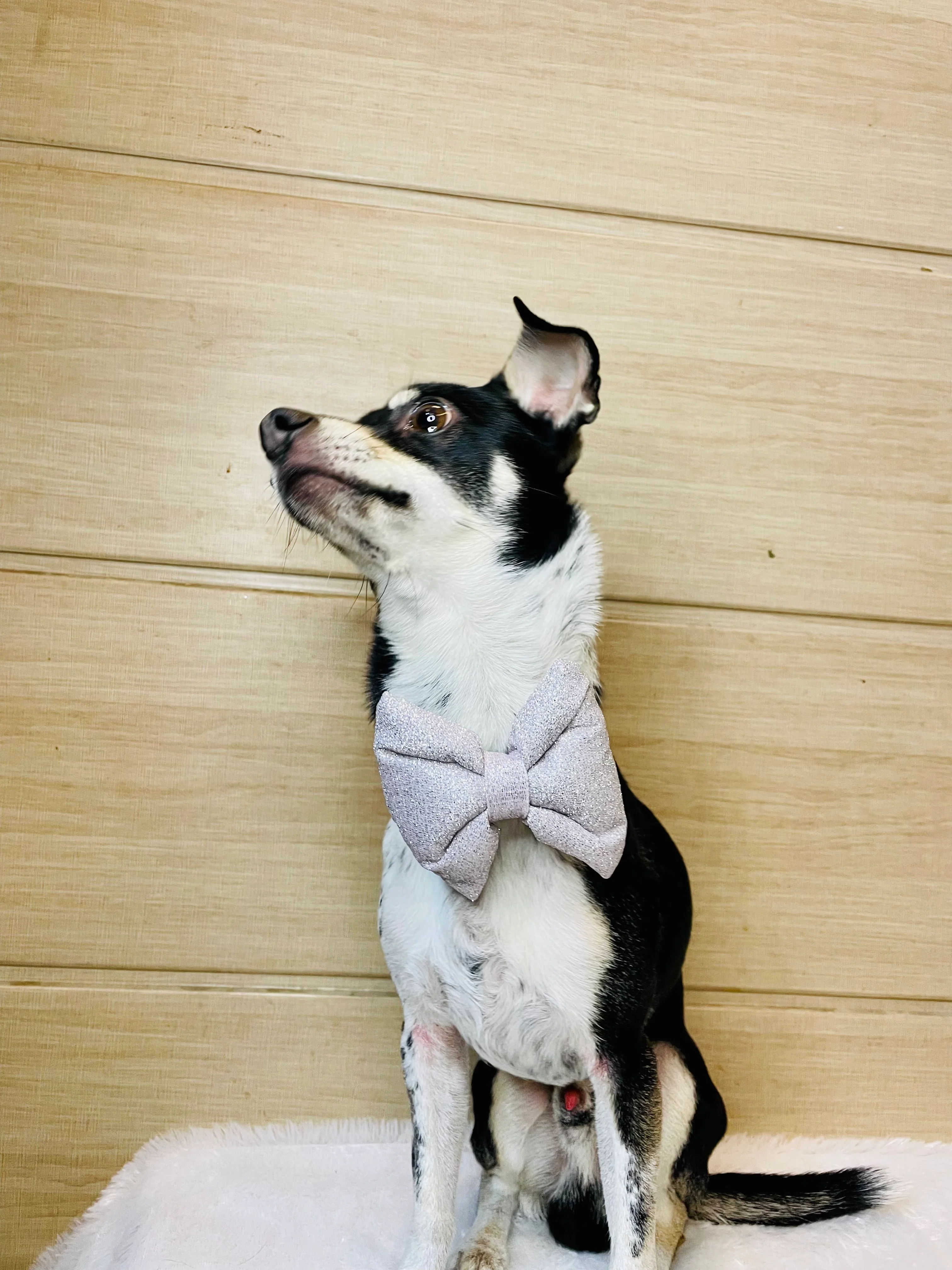 Pawgy Pets Party wear Bowtie: Silver for Dogs & Cats - Image 4
