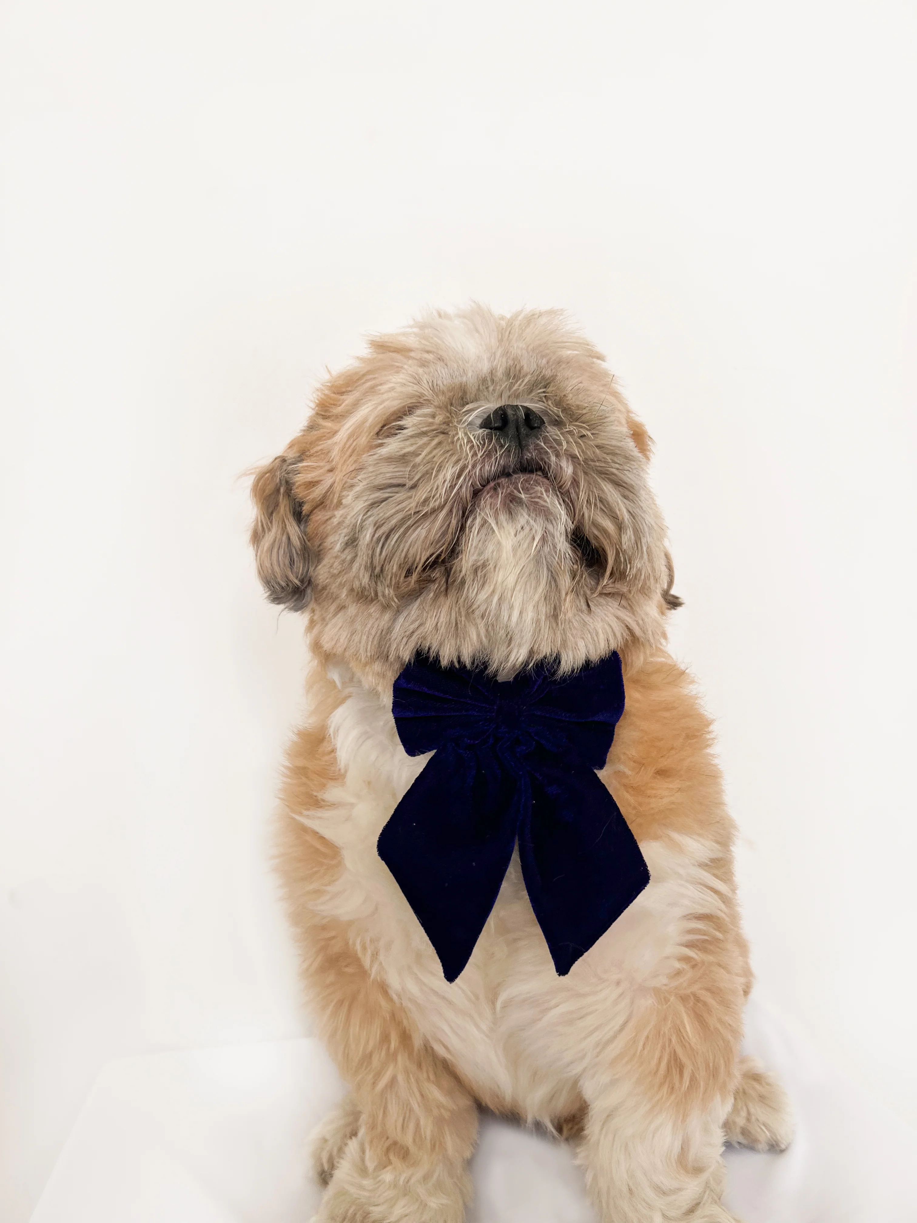 Pawgy Pets Pigtail Bowtie: Royal blue for Dogs & Cats - Image 3