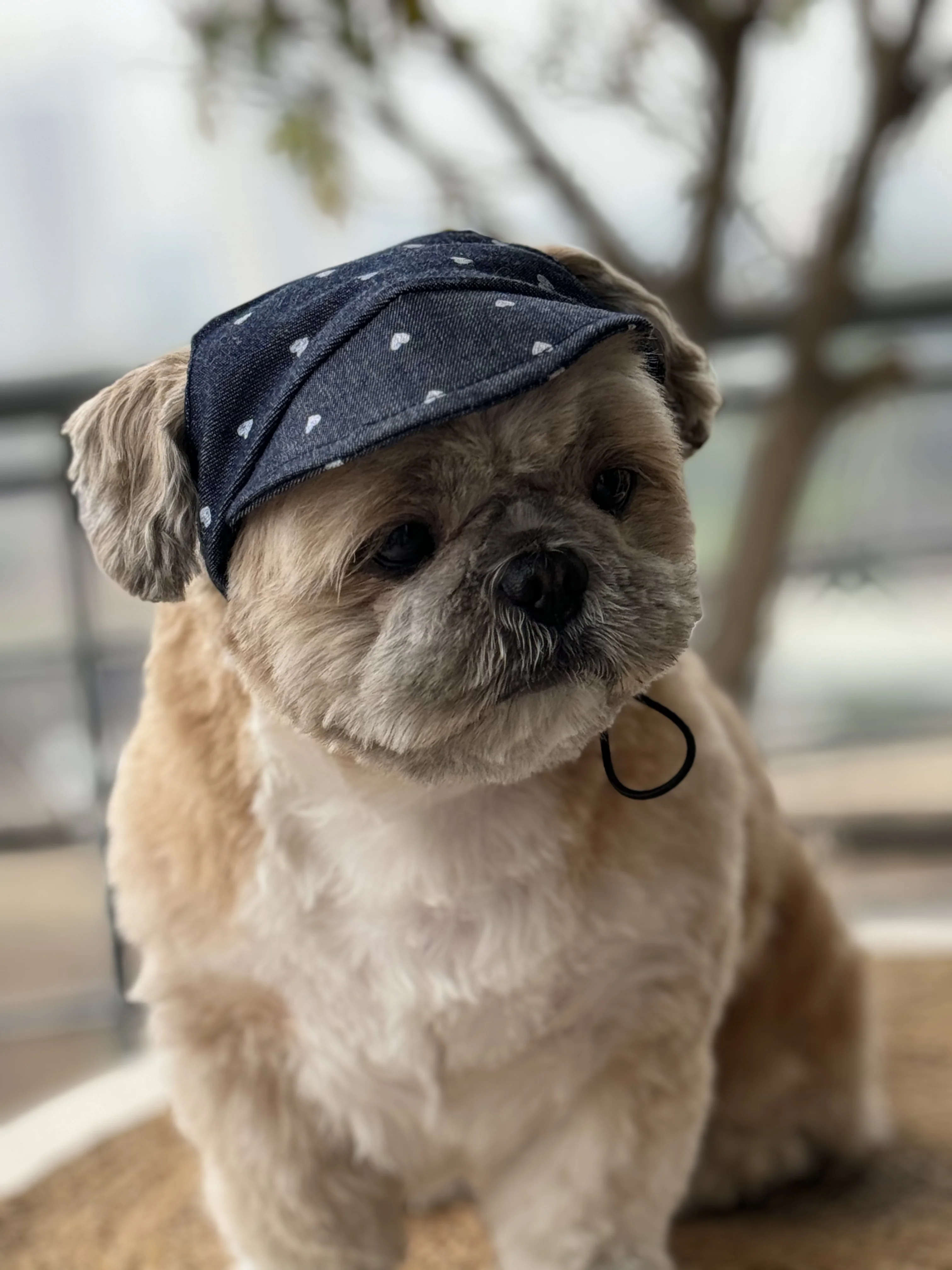Pawgy Pets Dog Cap:Hearty Denim for Dog & Cats - Image 3