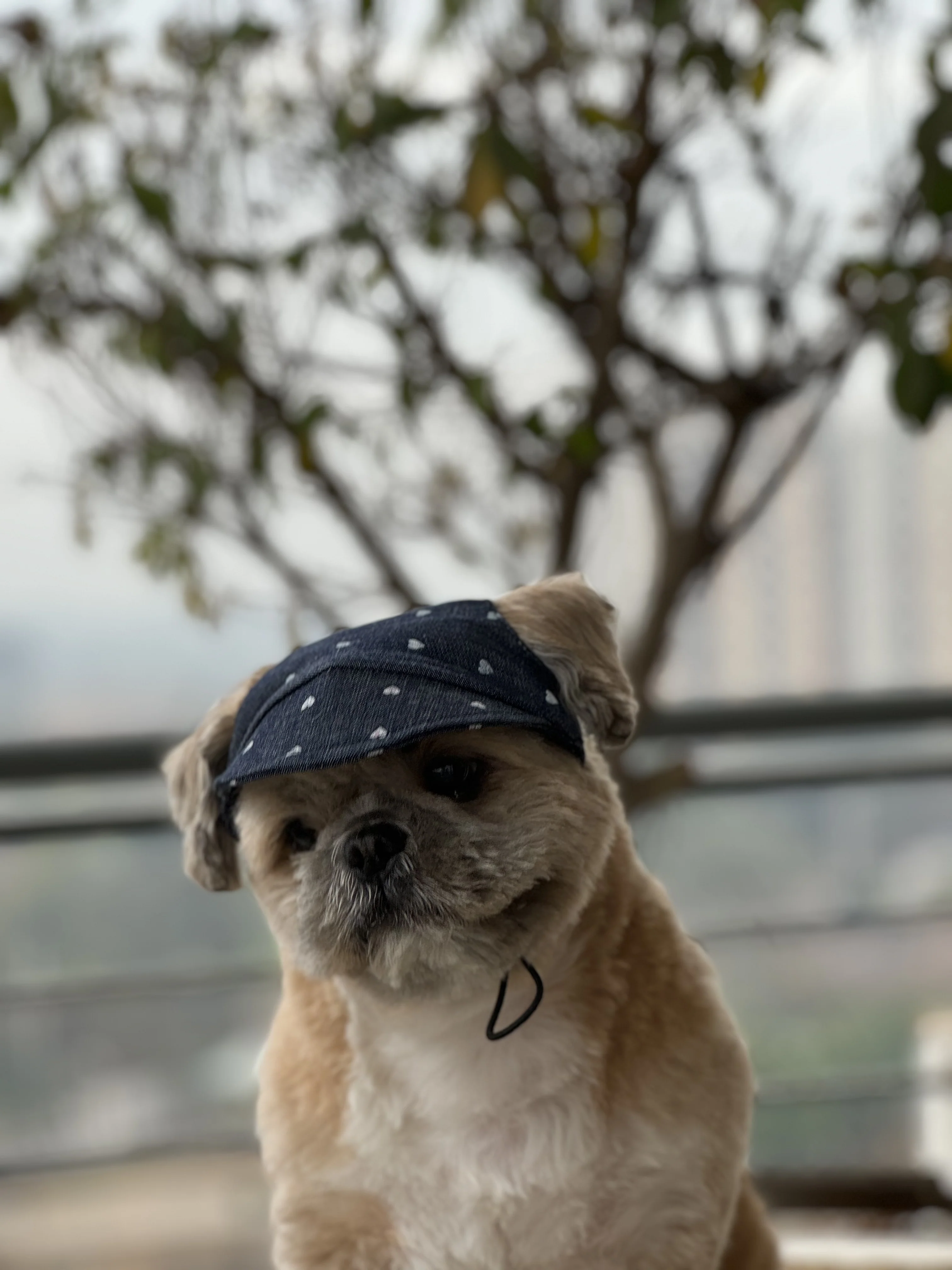 Pawgy Pets Dog Cap:Hearty Denim for Dog & Cats - Image 4