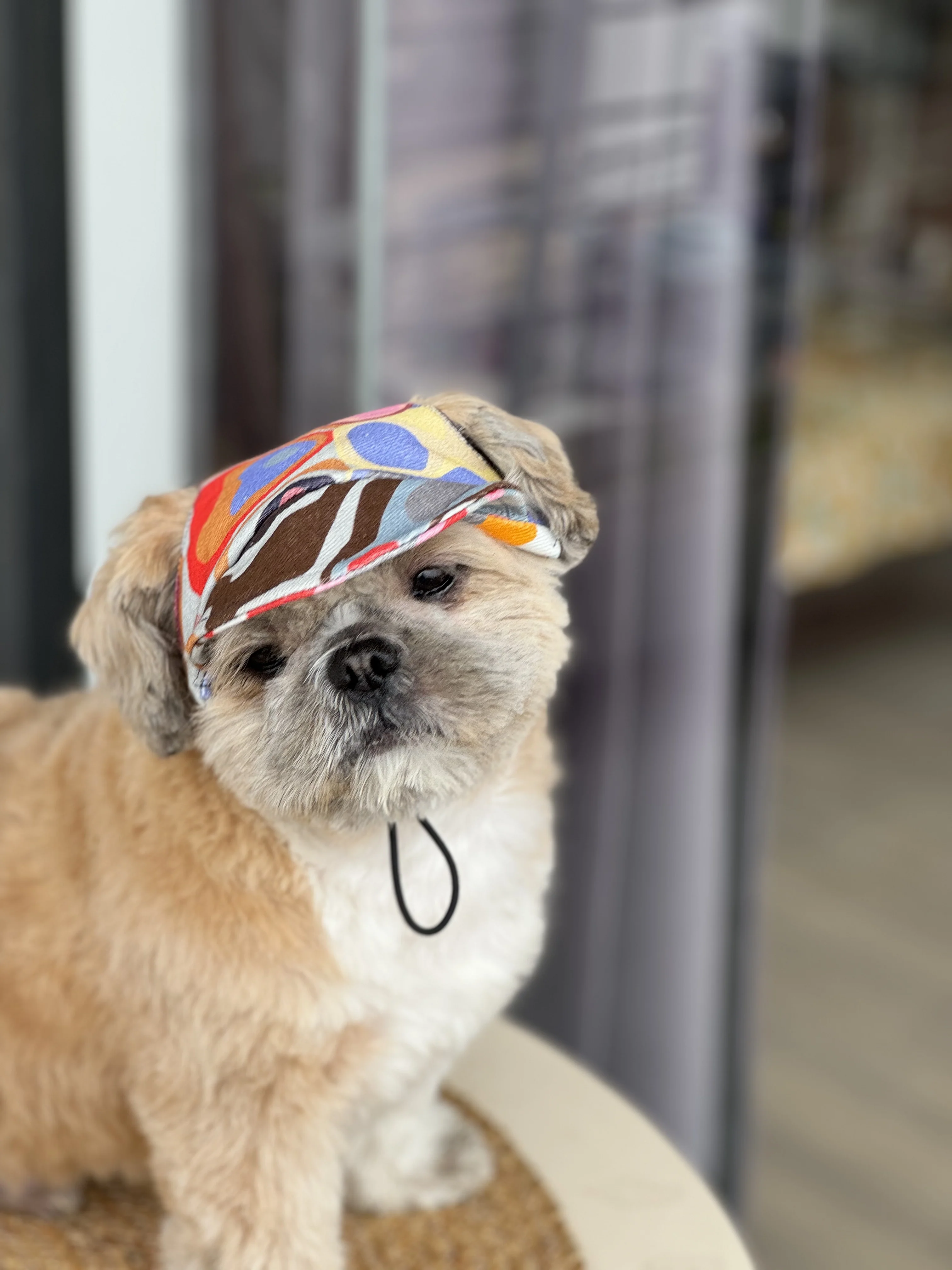 Pawgy Pets Dog Cap: Multi colour for Dog & Cats - Image 3