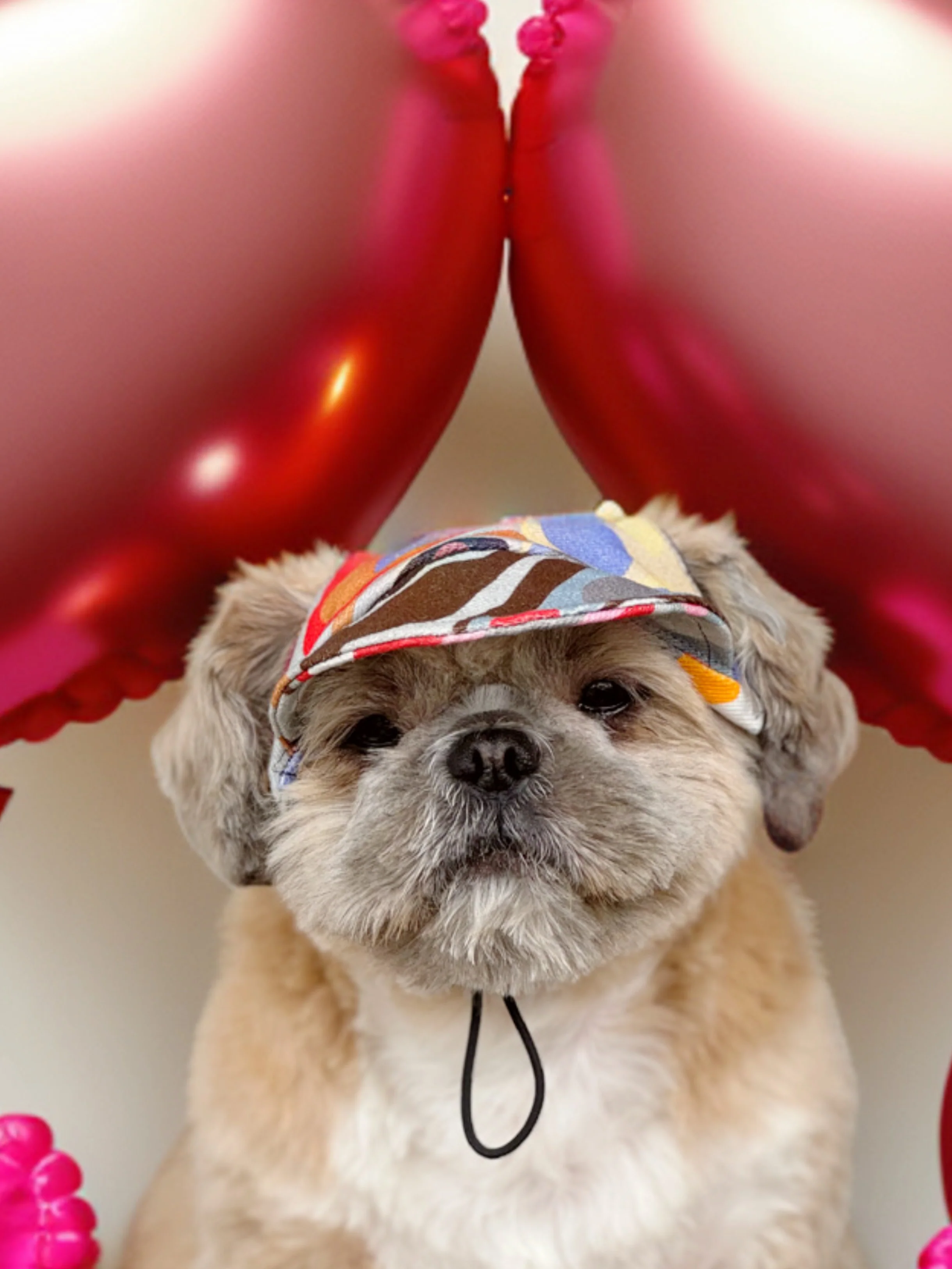 Pawgy Pets Dog Cap: Multi colour for Dog & Cats - Image 5