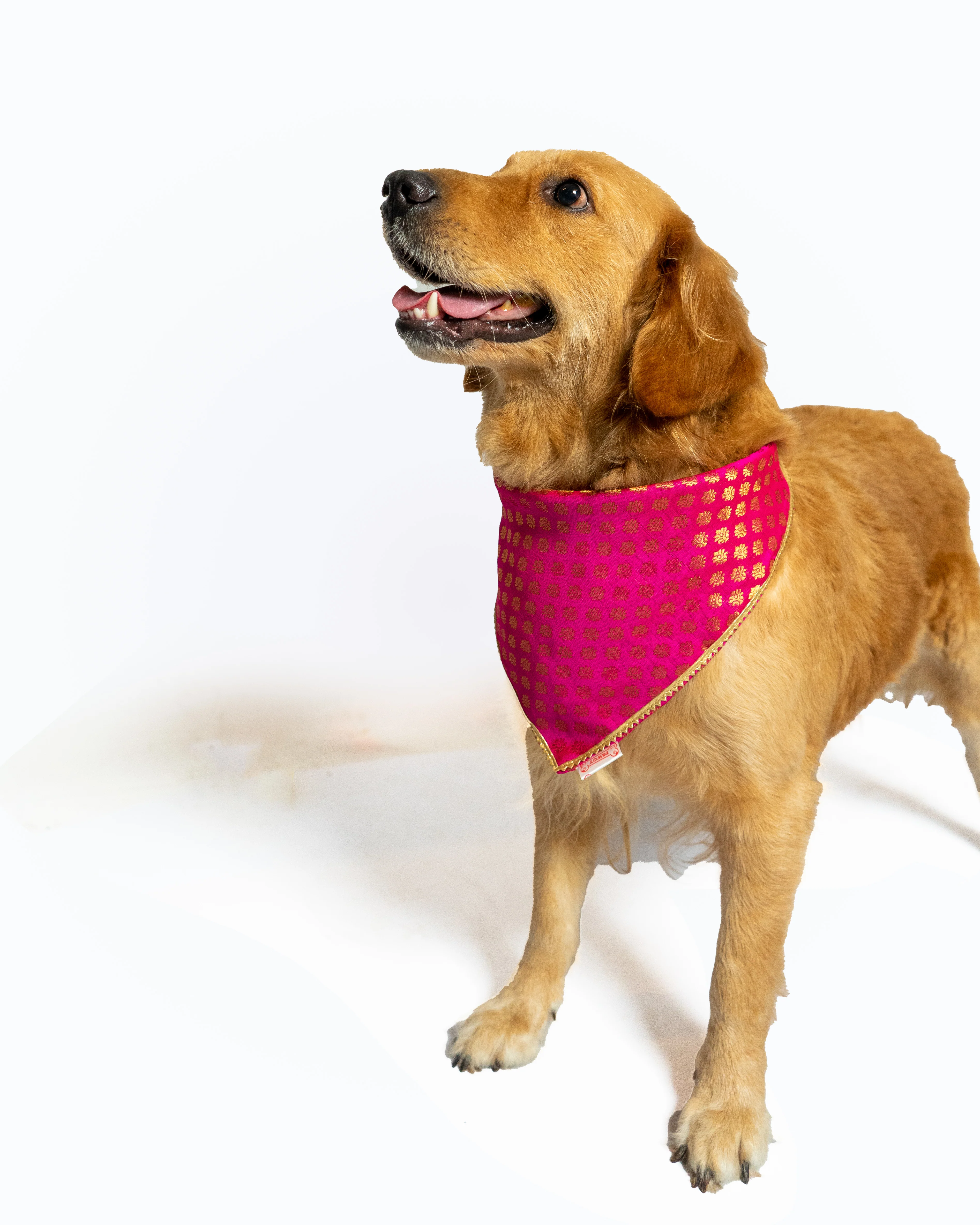 Pawgy Pets Occasion wear bandana Pink for Dogs & Cats - Image 3