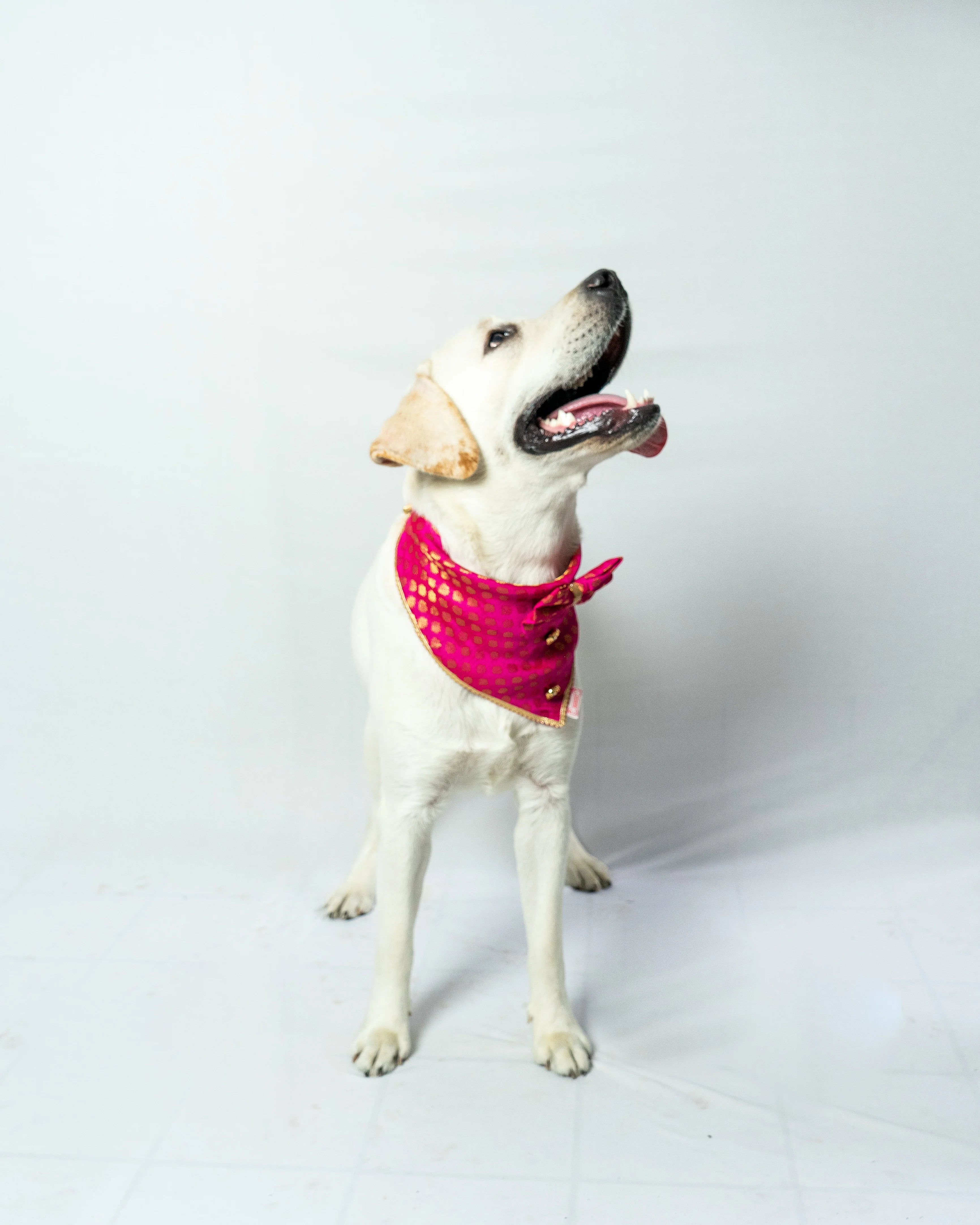 Pawgy Pets Occasion wear Bow Bandana Pink for Dogs & Cats - Image 3
