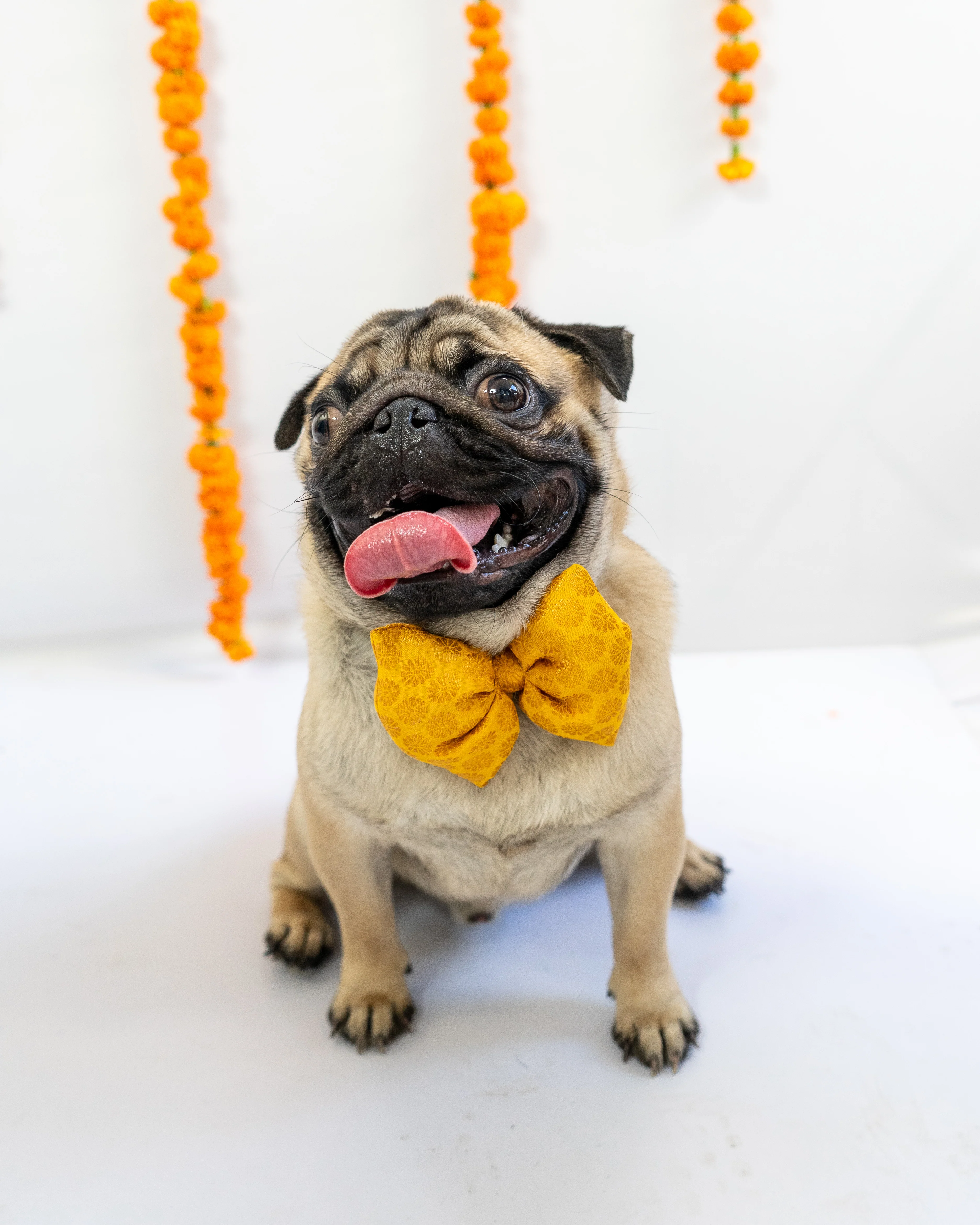 Pawgy Pets Occasion wear Bowtie: Yellow for Dogs & Cats - Image 3