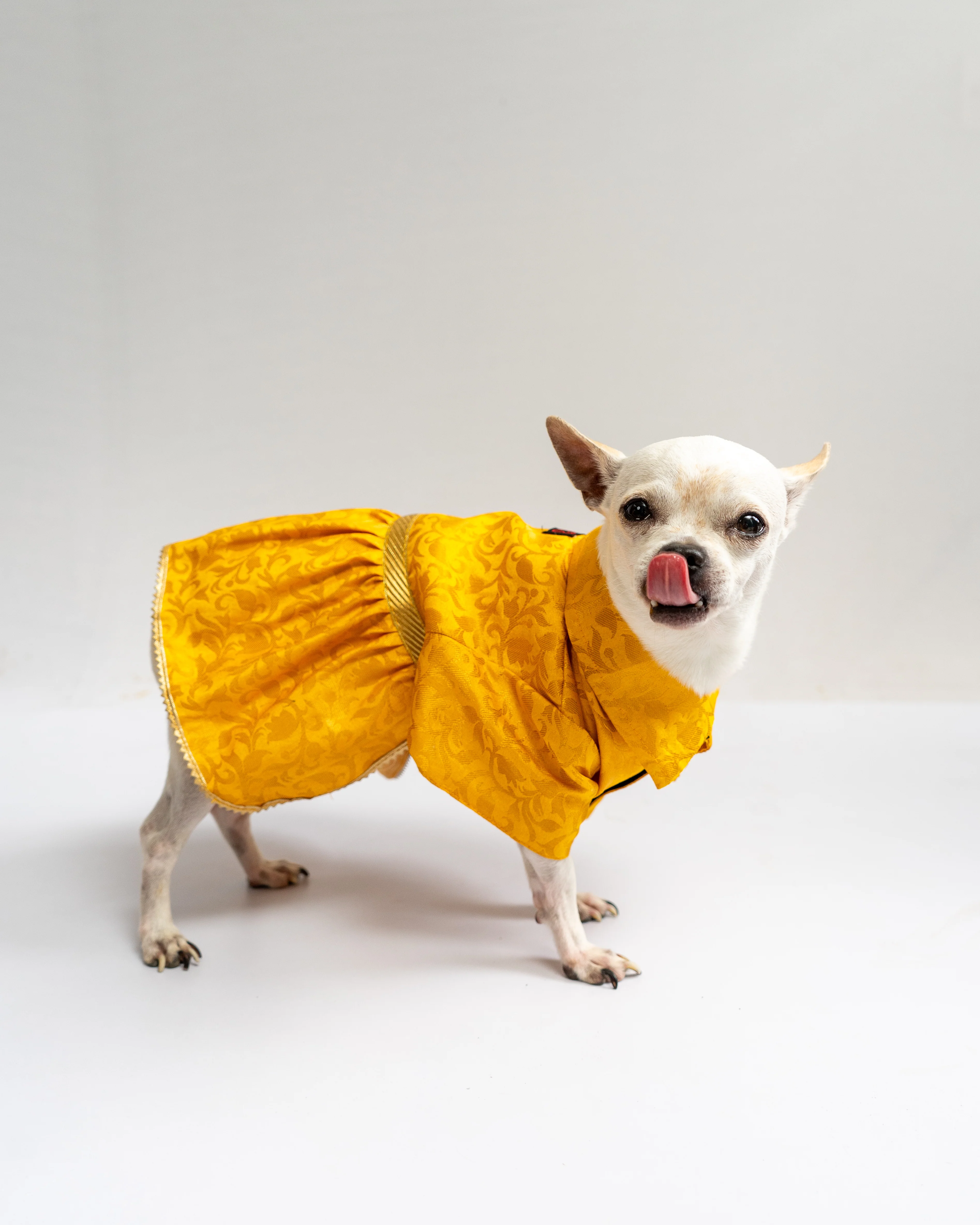 Pawgy Pets Occasion wear Dress Yellow for Dogs - Image 5
