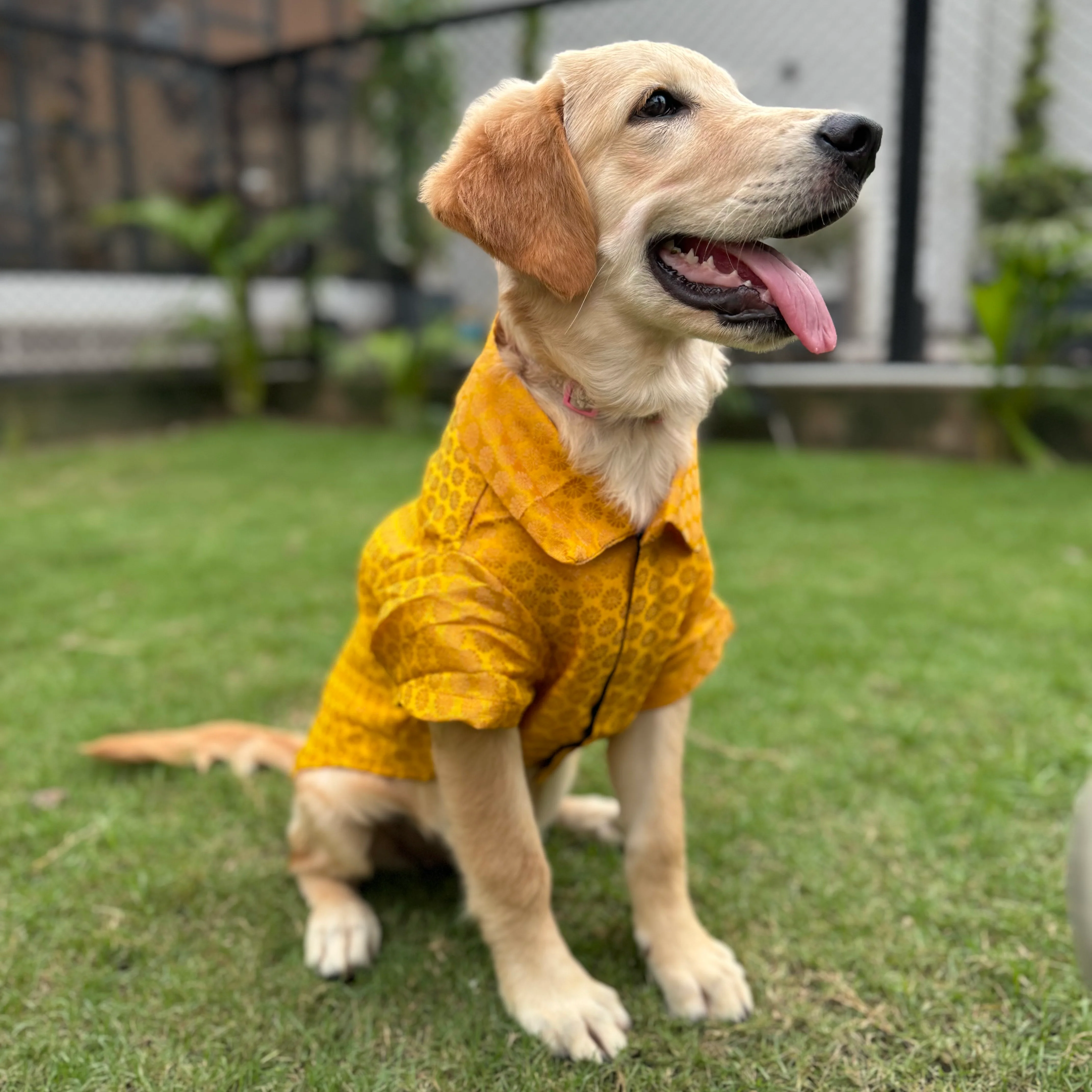 Pawgy Pets Occasion wear shirt Yellow for Dogs - Image 4