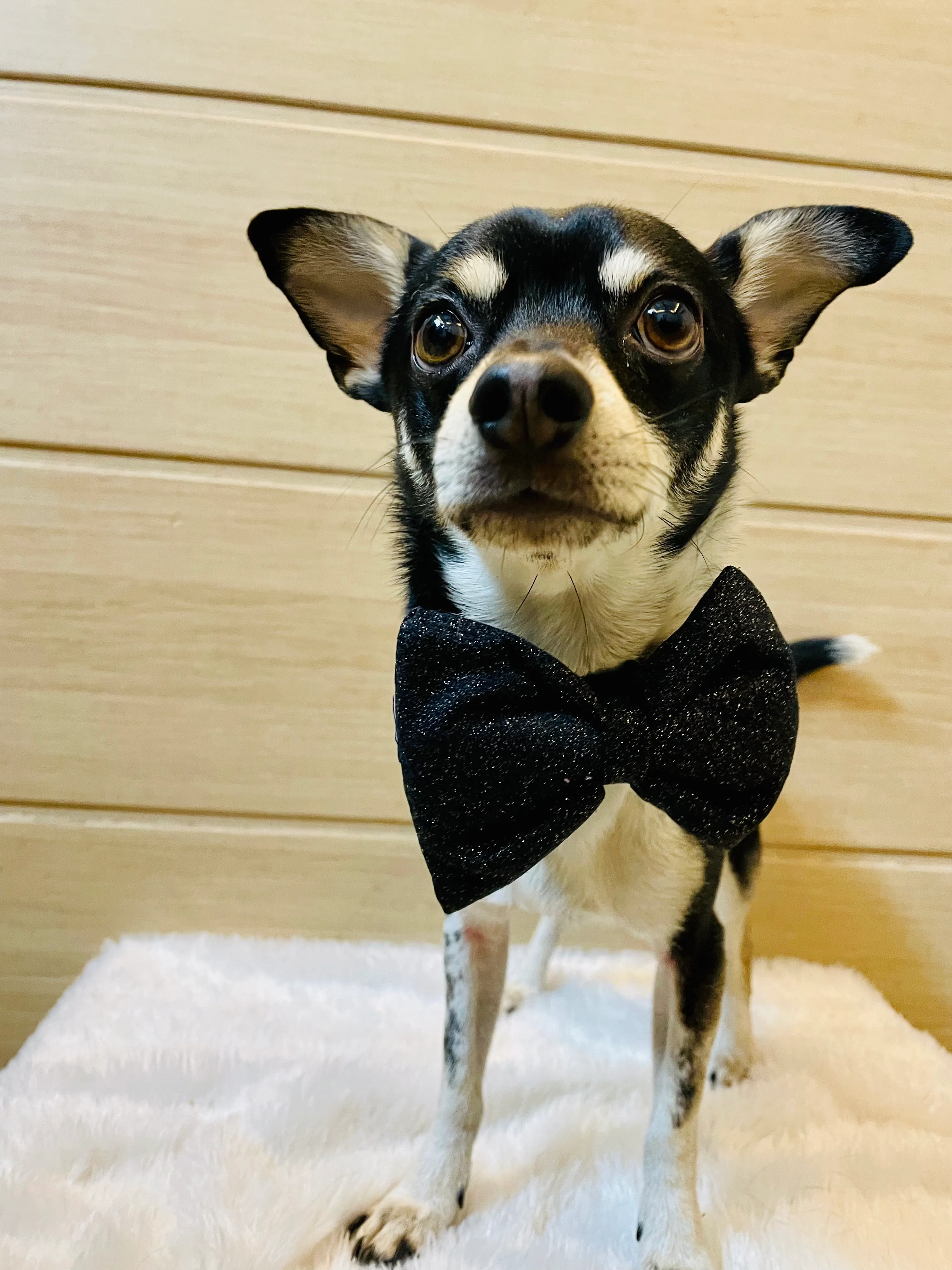 Pawgy Pets Party wear Bowtie: Black for Dogs & Cats - Image 3
