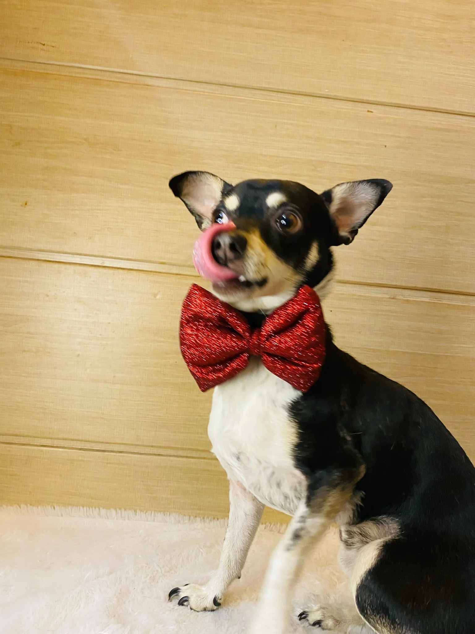 Pawgy Pets Party wear Bowtie: Red for Dogs & Cats - Image 4