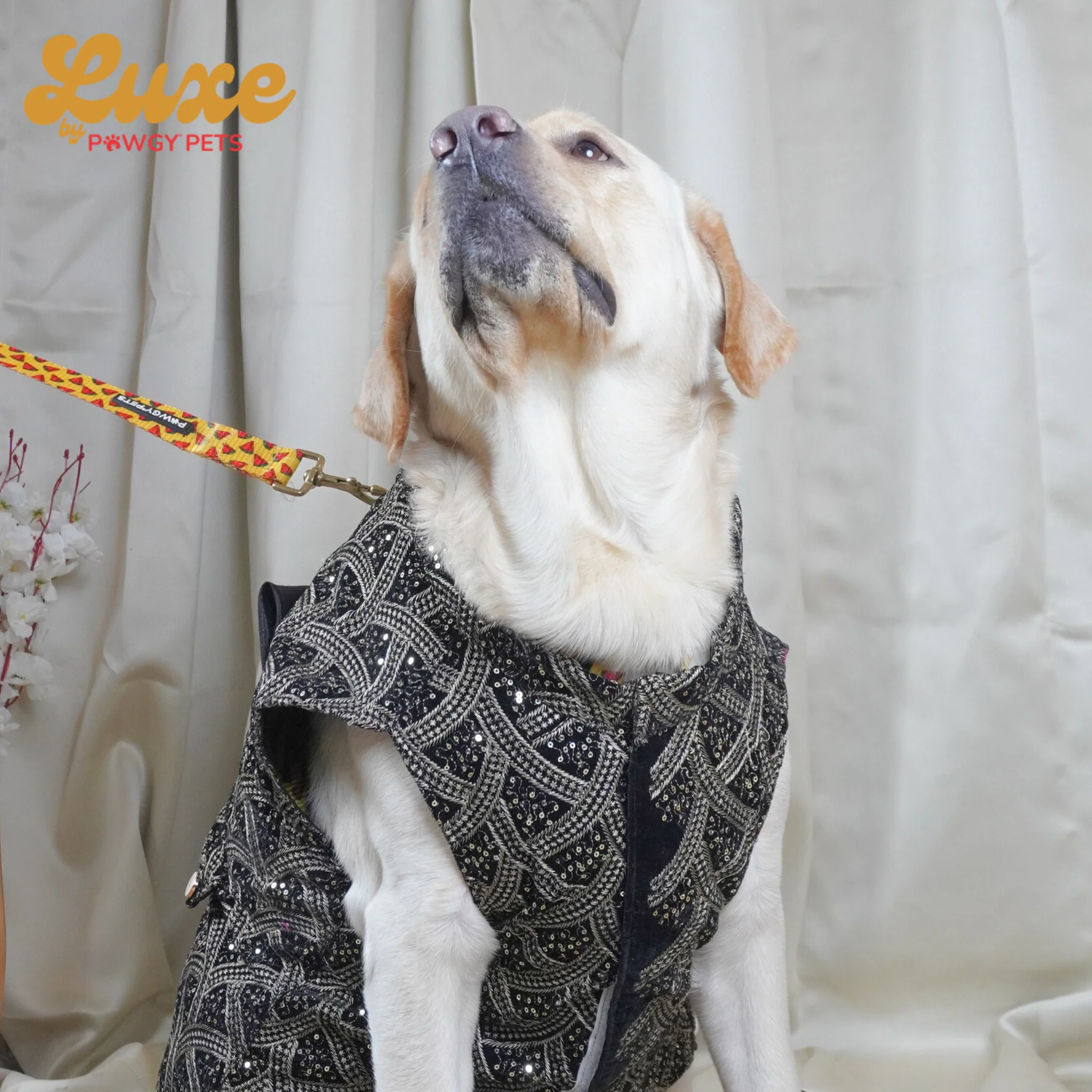 Luxe by Pawgy Pets embroidered Velvet Sherwani Black - Image 3