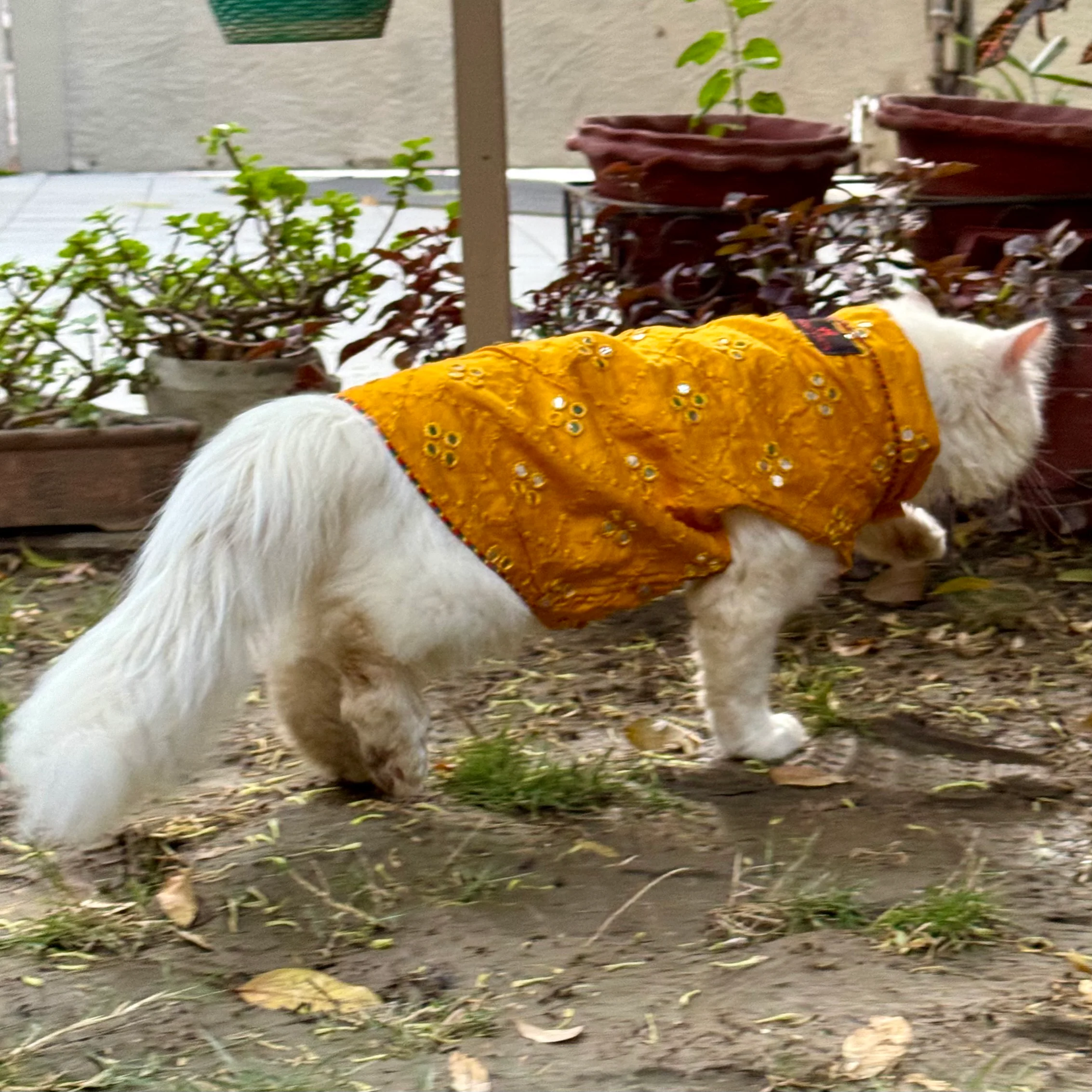 Pawgy Pets Festive Mirror work Sando: Mustard (Cat) - Image 3