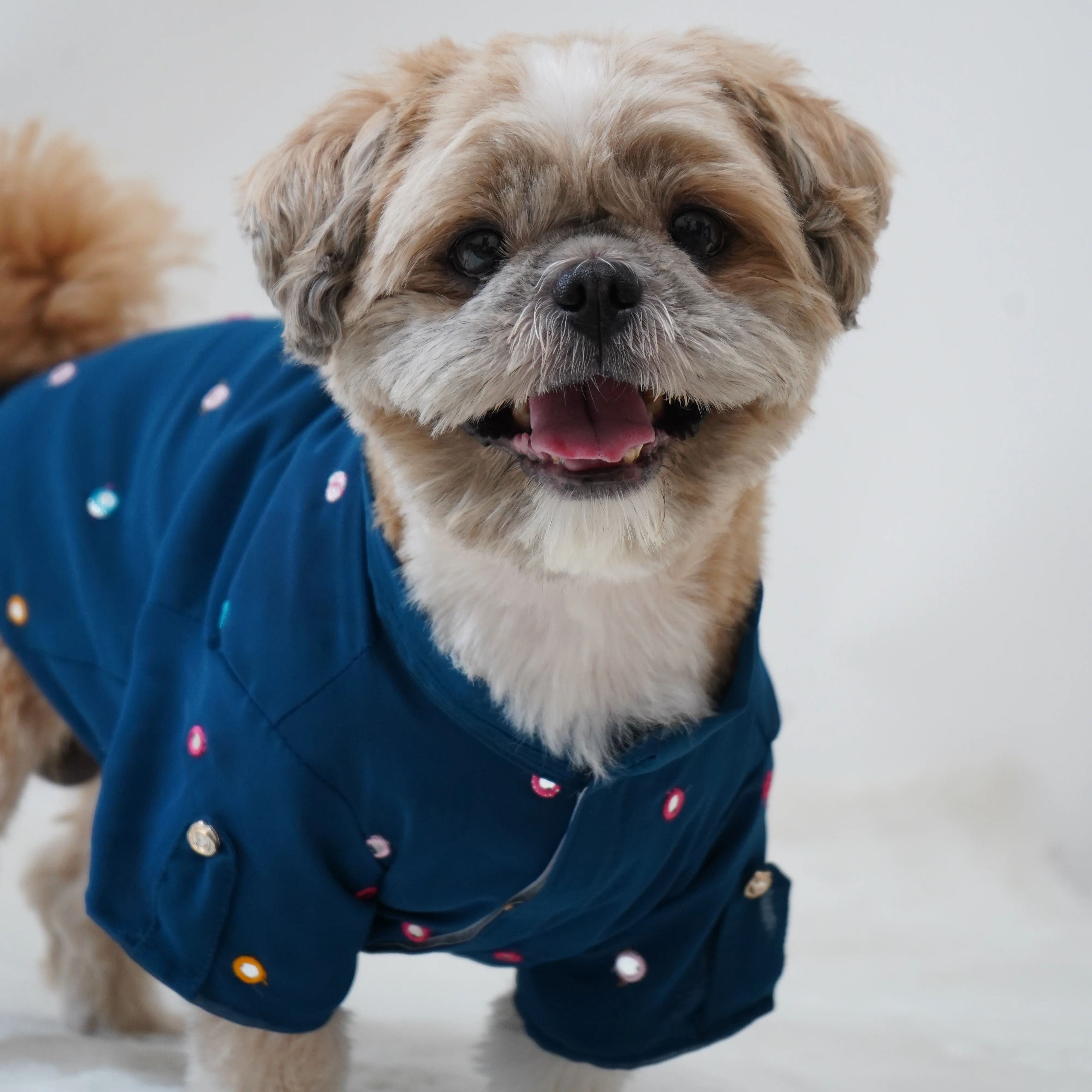 Pawgy Pets Festive Shirt Peacock blue for Dogs - Image 5