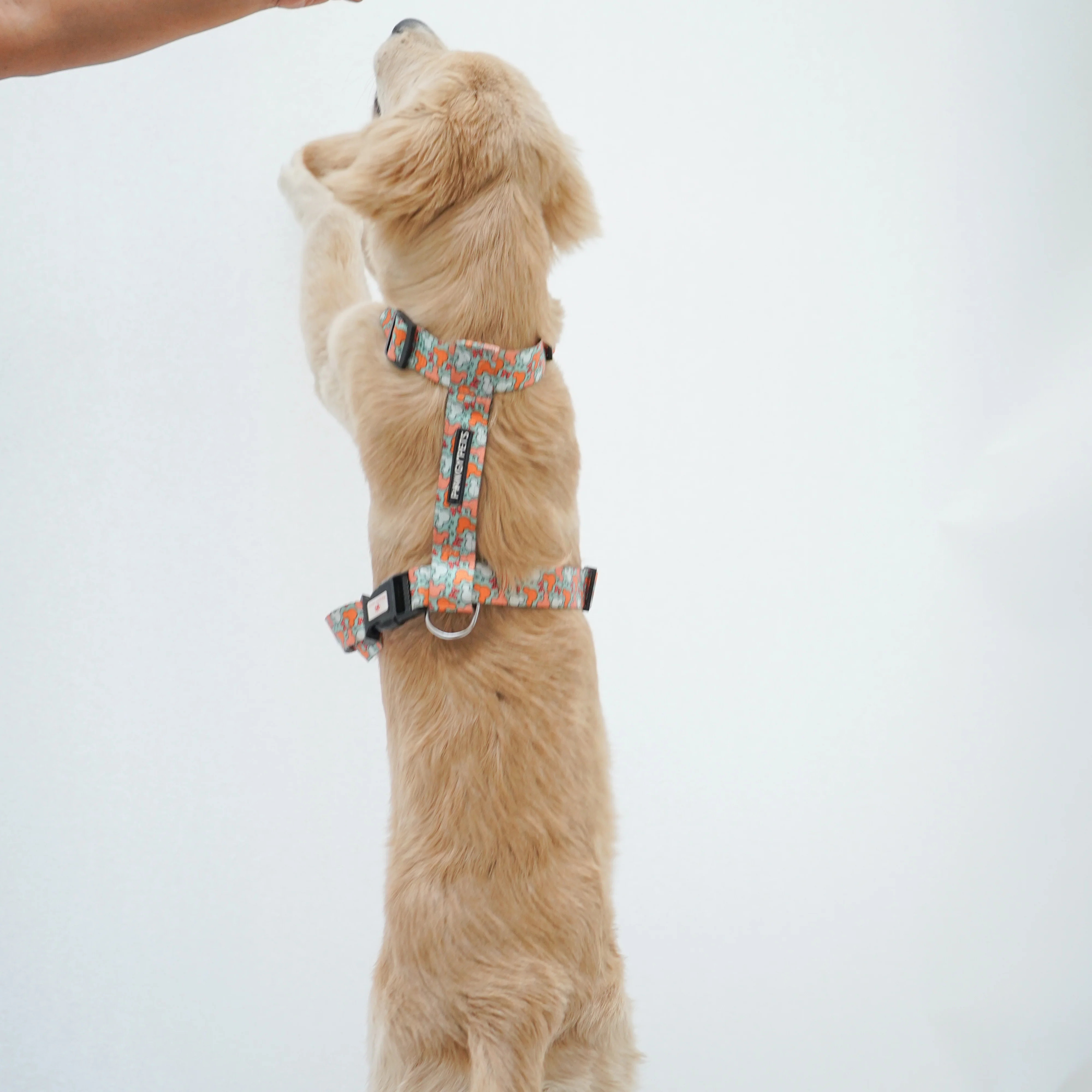 Pawgy Pets H-Harness Mickey Pastel Green for Dogs and Cats - Image 4