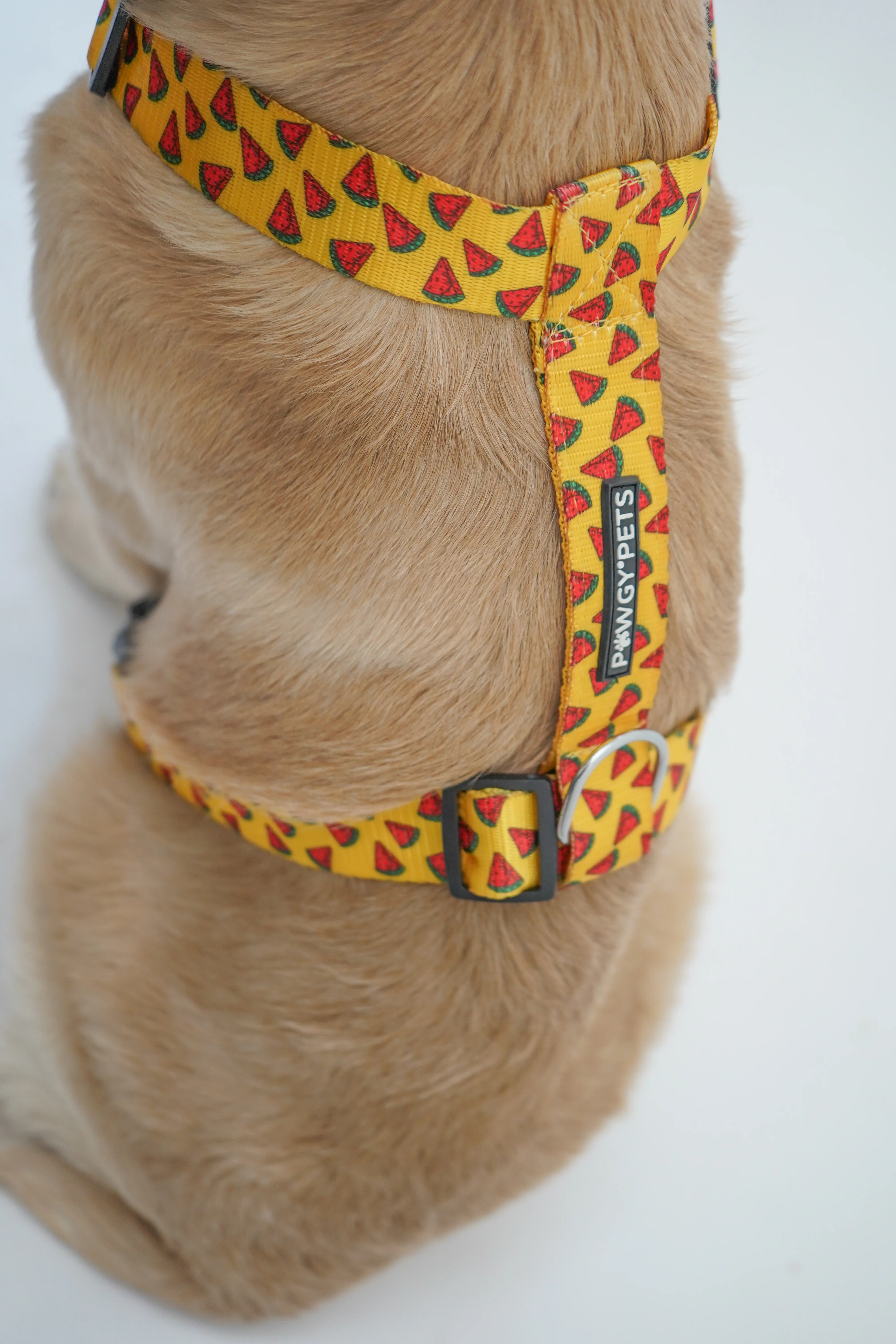 Pawgy Pets H-Harness Watermelon Yellow for Dogs and Cats - Image 3