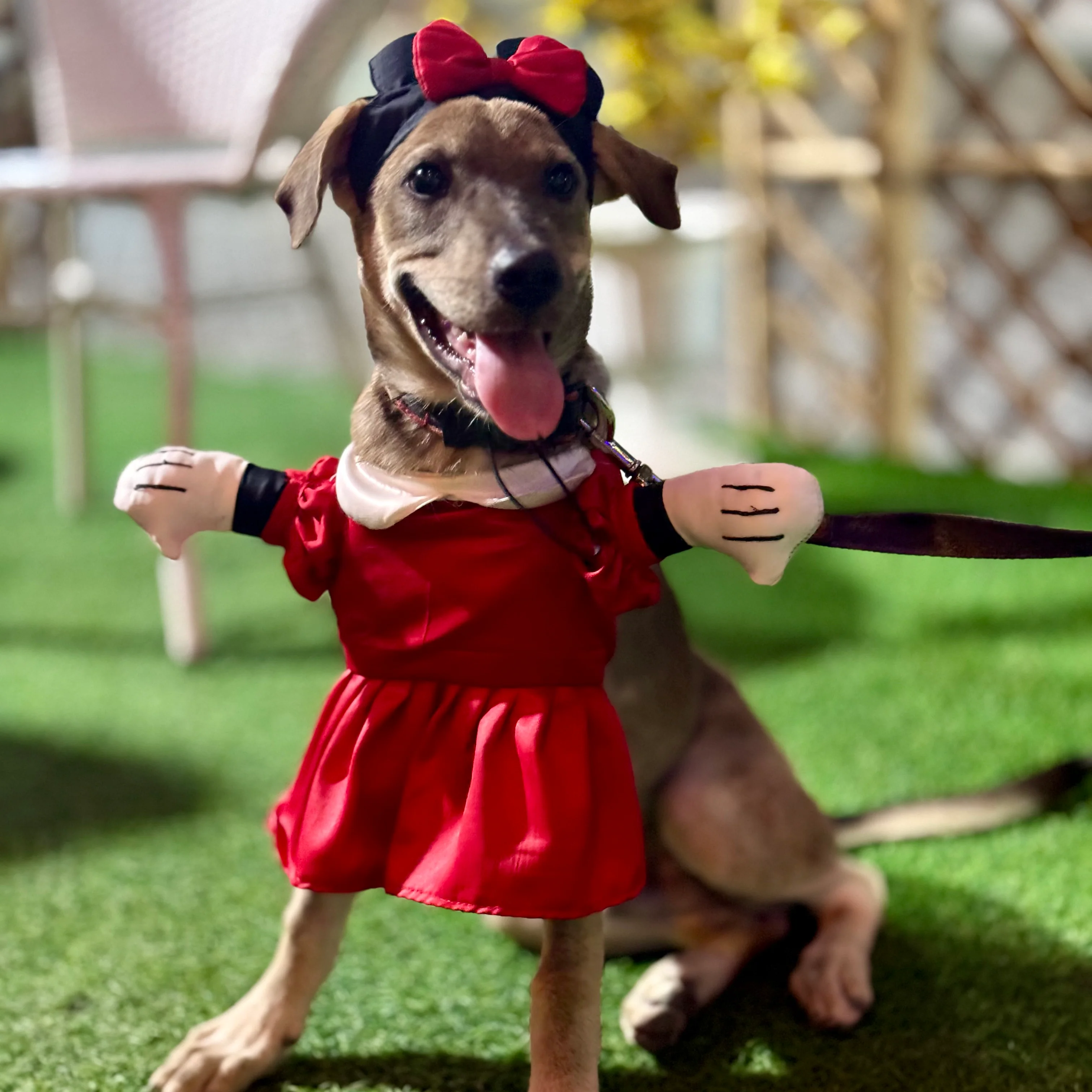 Pawgy Pets Minnie Mouse Dog Costume - Image 4