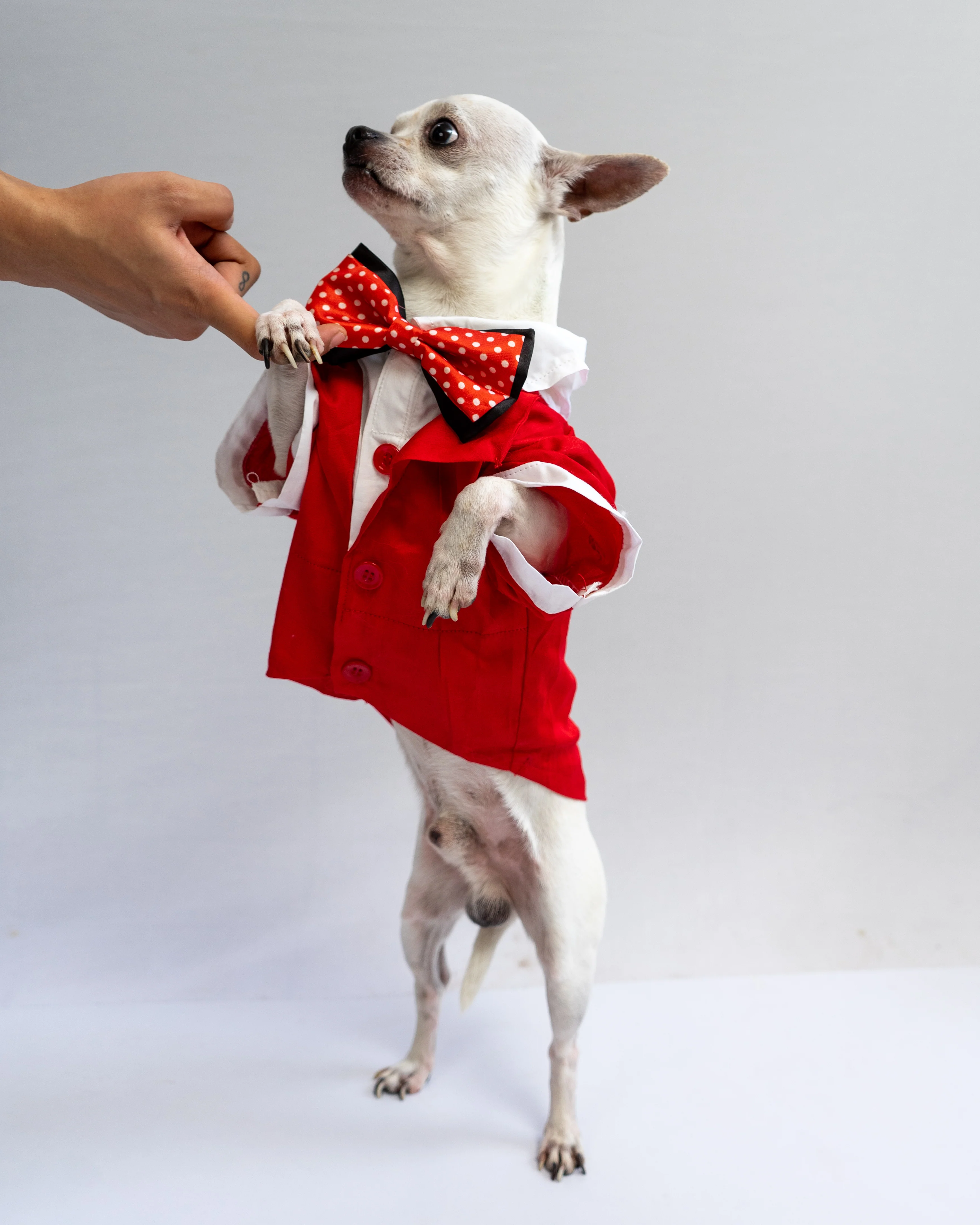 Pawgy Pets Tuxedo: Red for Dogs - Image 6