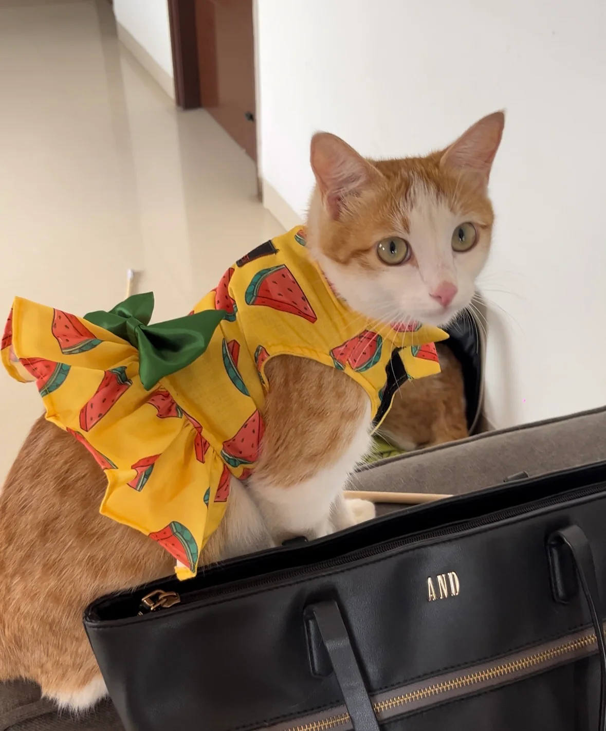 Pawgy Pets Watermelon Dress Yellow   (Cat) - Image 3