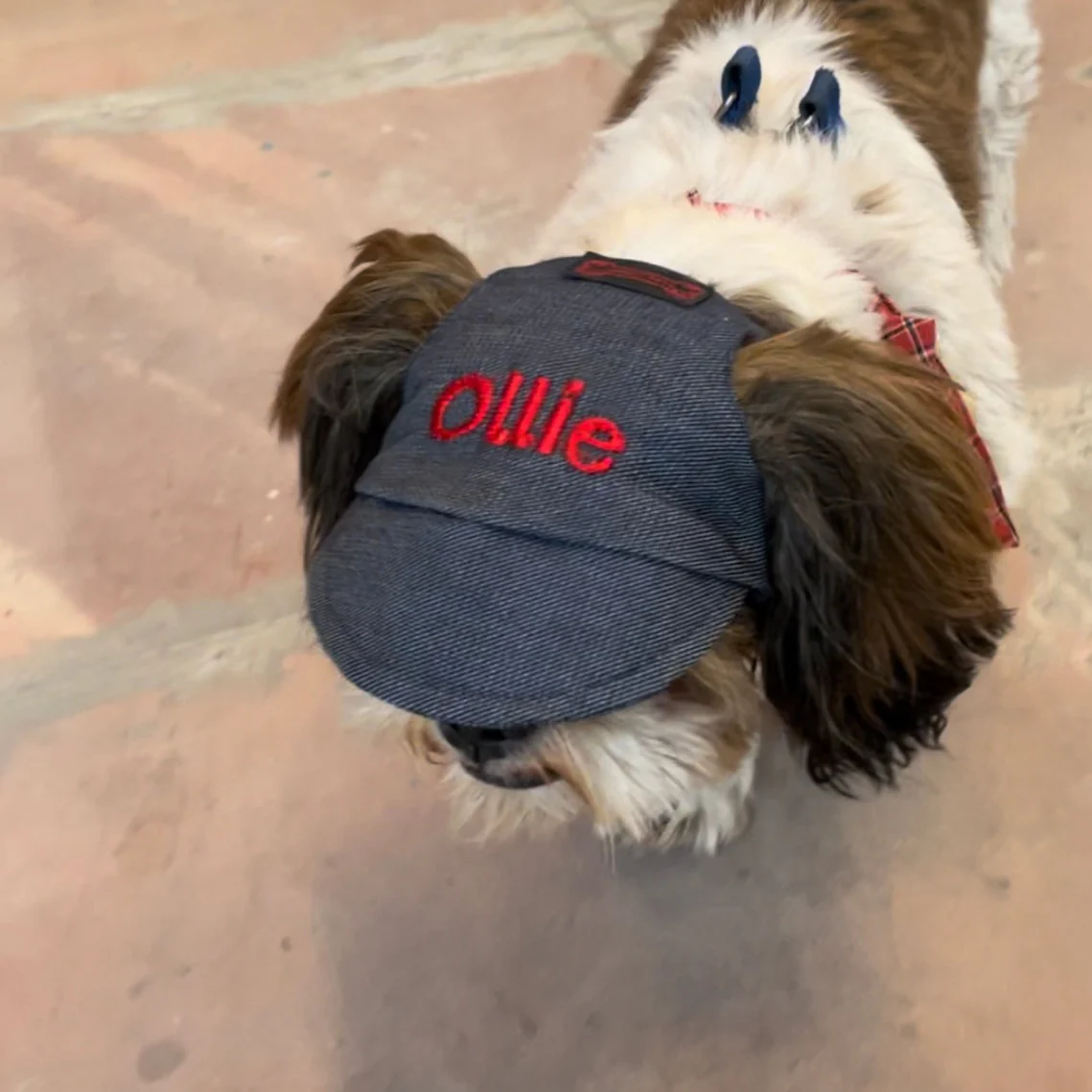 Pawgy Pets Personalised Dog Cap Denim for Dog & Cats - Image 6