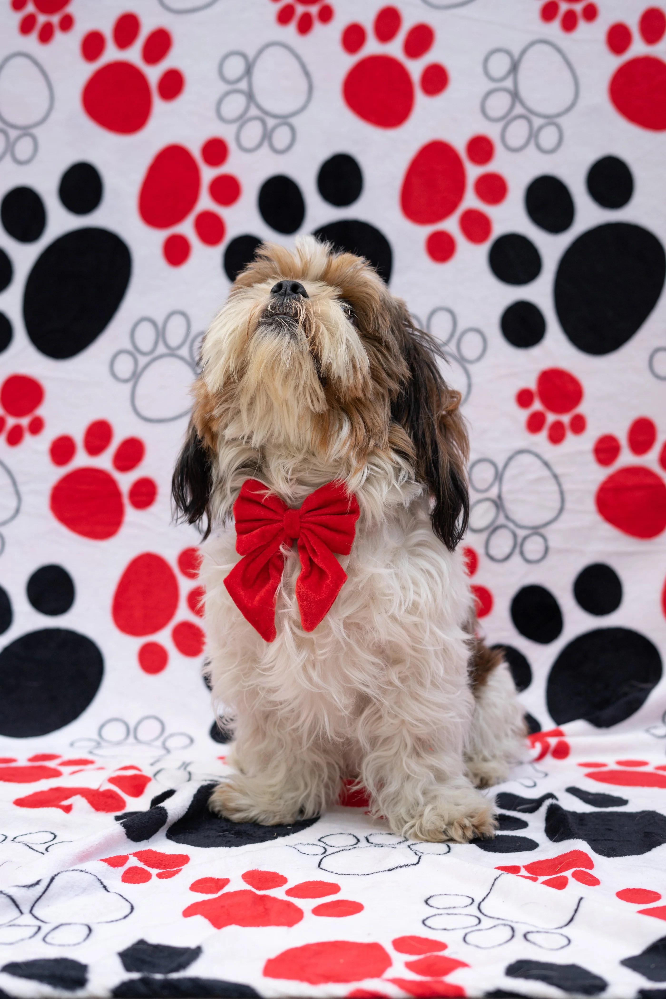 Pawgy Pets Pigtail Bowtie: Red for Dogs & Cats - Image 3
