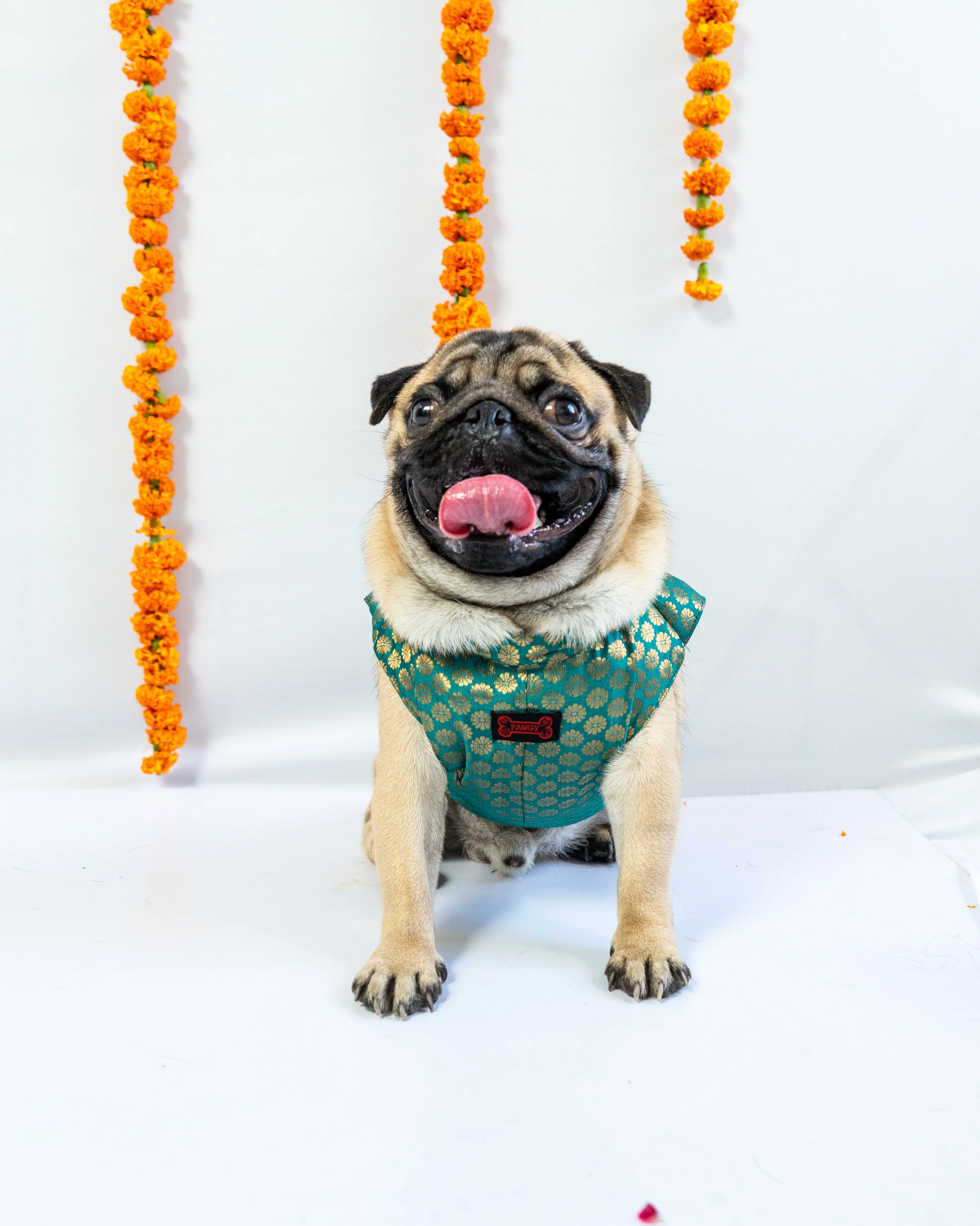 Pawgy Pets Sherwani Teal for Dogs - Image 3