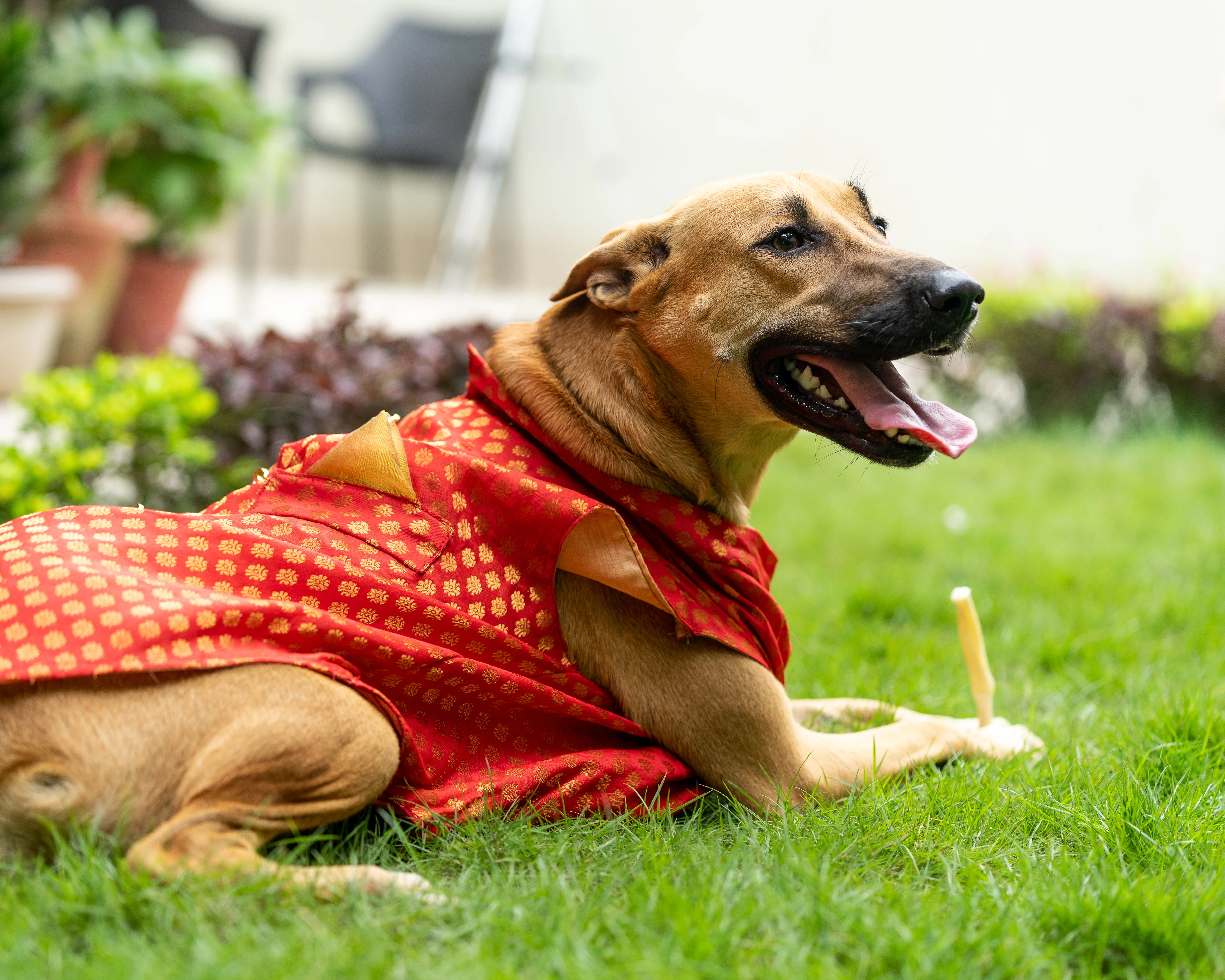 Pawgy Pets Sherwani Red for Dogs - Image 7