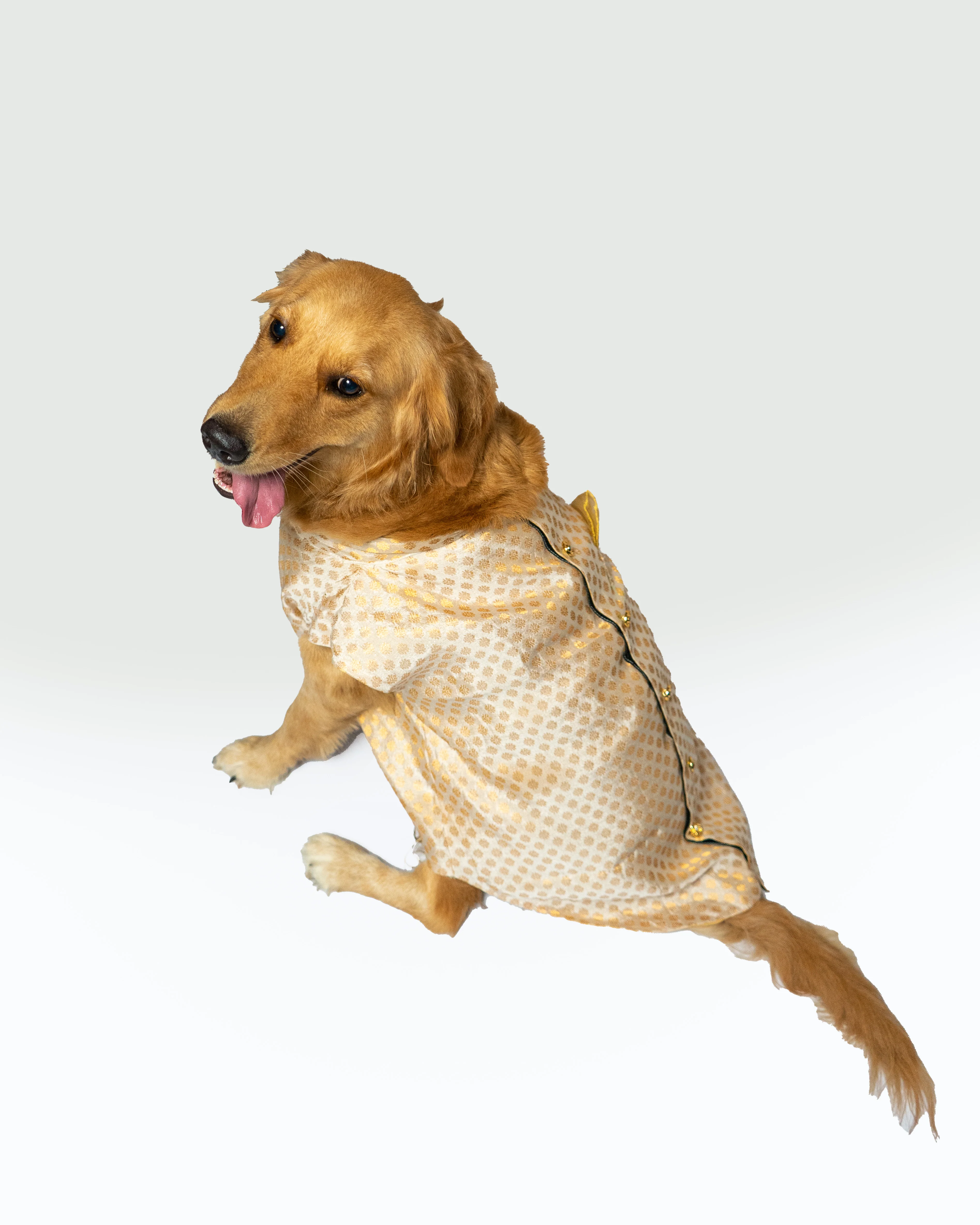 Pawgy Pets Sherwani White for Dogs - Image 3