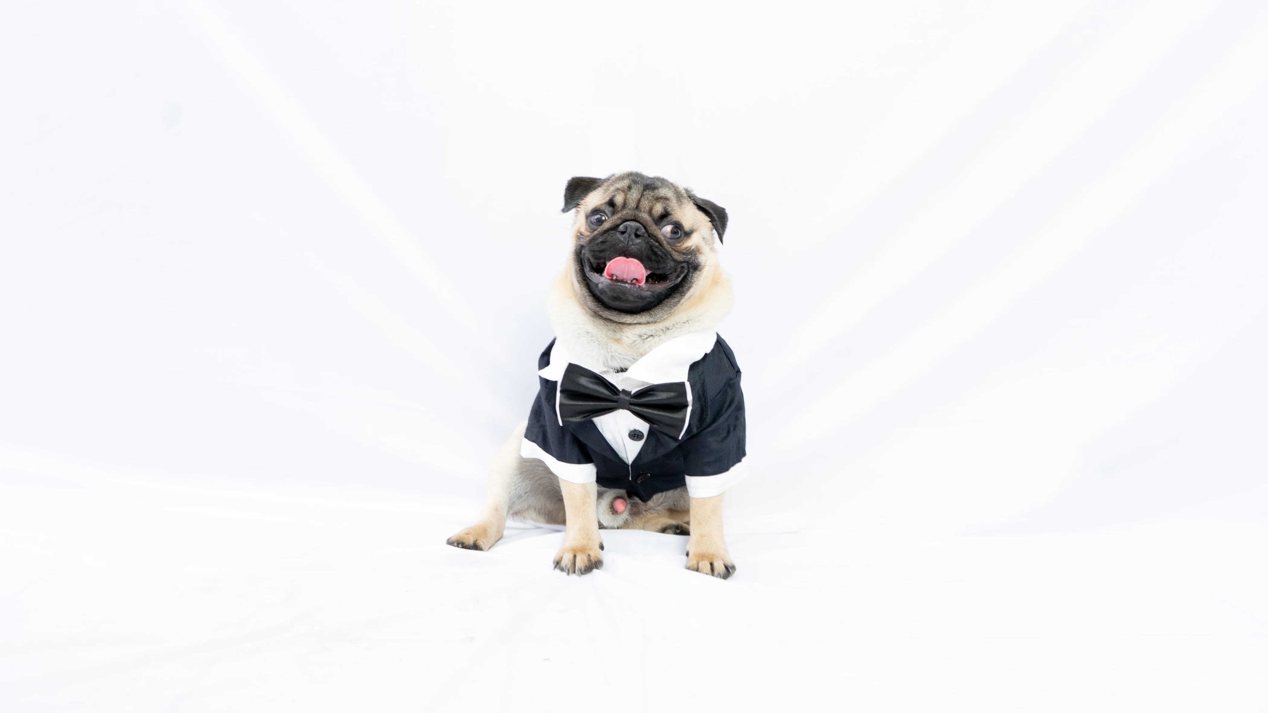 Pawgy Pets Tuxedo: Black for Dogs - Image 4